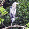 Heron in a tree 2